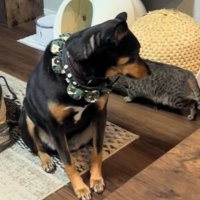 ワンコは戸惑い気味