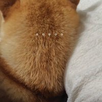 柴犬の後頭部♡
