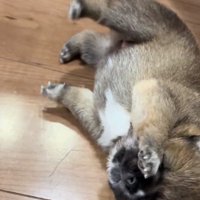 転んだ赤ちゃん犬
