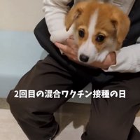 不安そうなベンくん