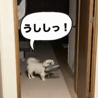 靴を盗む犬