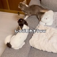 興奮している2匹の小型犬