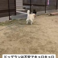 ドッグランでも不安そうにキョロキョロ