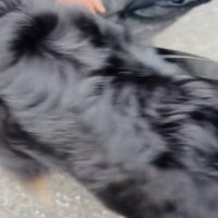 しゃがむ人に近づく犬