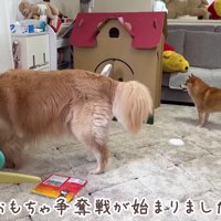 おもちゃを守るのはほのちゃん