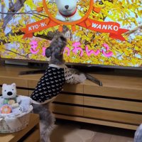 テレビに自分が出た時の風太くん2