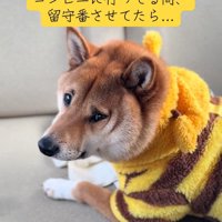 飼い主さんを見るこてつ君