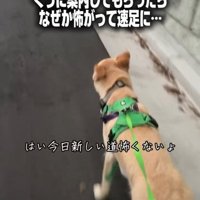 歩く犬