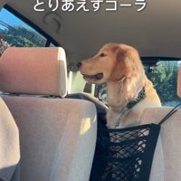笑顔を浮かべる大型犬