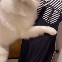 まるでプロレス！！
