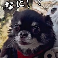 驚くこげまる君