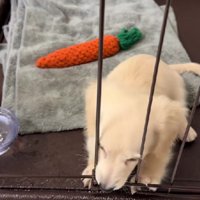 「なんで開けてくれないの…？」