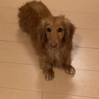 大きくなったしまちゃん