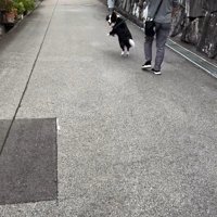 おじさんとお散歩中のルナちゃん6