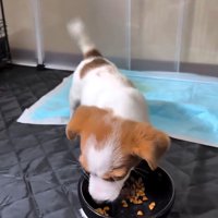 また食べ始める茶太郎くん