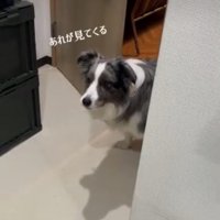 何かを見つめる犬