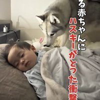 眠る赤ちゃんに近づく犬