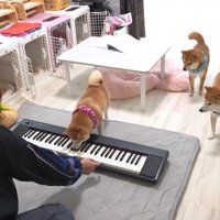 お口で上手に弾いています♪