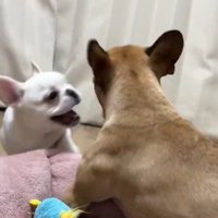 妹犬の顔をのぞき込む子犬