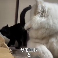 後ろを見る犬