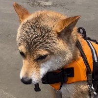 浜で震えている末っ子の柴犬