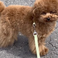 頭脳派すぎるこてつくん