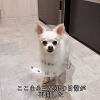 こはく君とここまるちゃんの家族愛8