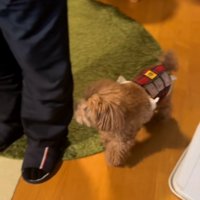 おじいちゃんのそばを離れないボムさん