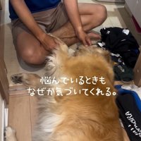 横たわるきなこちゃん