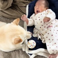 泣く赤ちゃんを見つめる犬