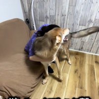 つな君の愛情表現⑩