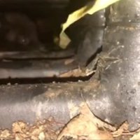 暗がりの奥にいる子犬