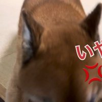 お散歩の誘いを拒絶！