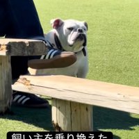 横目で見るぱせり君