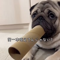 筒を咥えてドヤ顔の小型犬