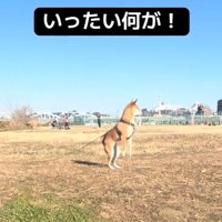 立ち上がるごぅちゃん