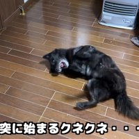 お散歩を終えた一休さん