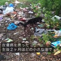ボロボロの子犬
