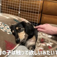 トントンはルークちゃんの要望！！