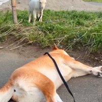 ヤギの目の前でぐーぐー