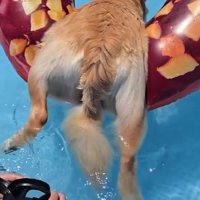 ぷかぷか浮かぶおしりがキュート♡