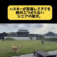 バブちゃん、全力疾走中！