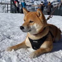 頑なに拒否