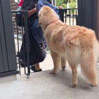 帰ってきた長男と大型犬