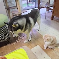 そっと離れるはっちゃん