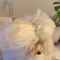 下を向く糸ちゃん