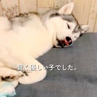 眠る犬