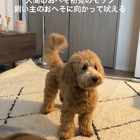 おへそを見たアルくんの反応