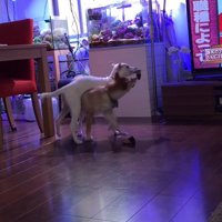 姉犬の上に乗った妹犬