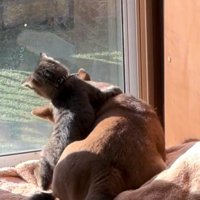 あんずちゃんに手を伸ばすゆずくん